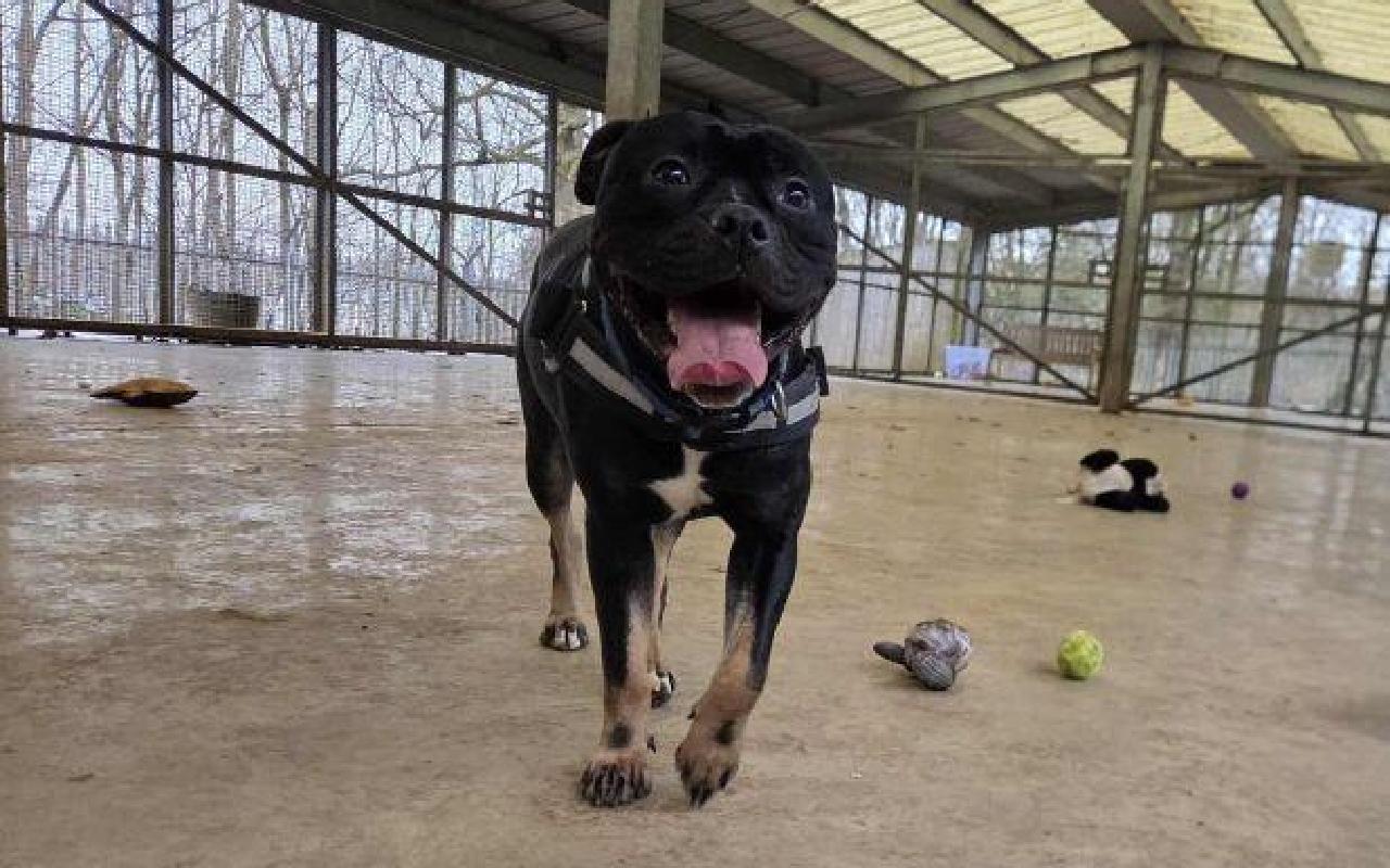 Boston, a 1 year old male Crossbreed available for adoption from Scottish SPCA in Scotland