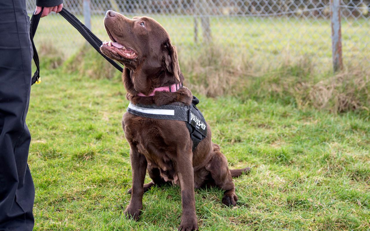 Cookie, a 9 years old female Labrador available for adoption from Scottish SPCA in Edinburgh and Lothians, Scotland
