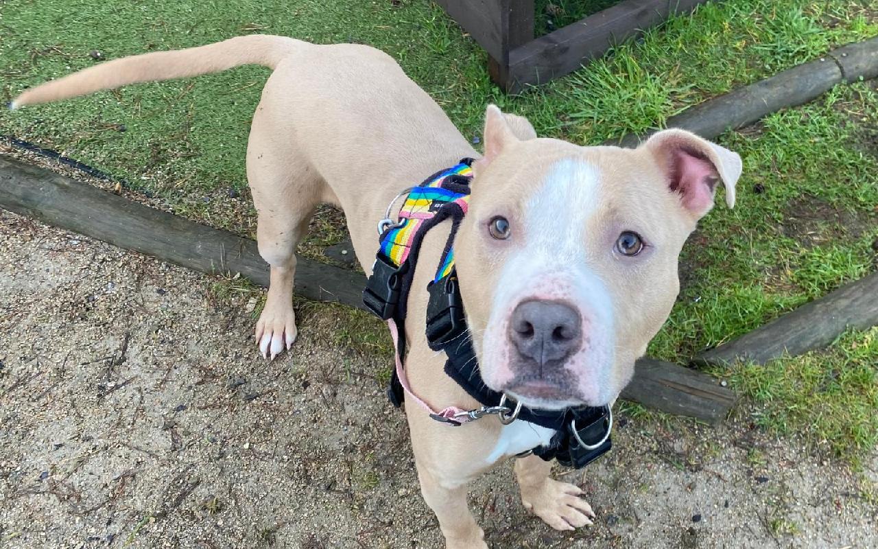 Winston, a 2 years old male Bulldog available for adoption from Scottish SPCA in Aberdeenshire ARRC, Scotland