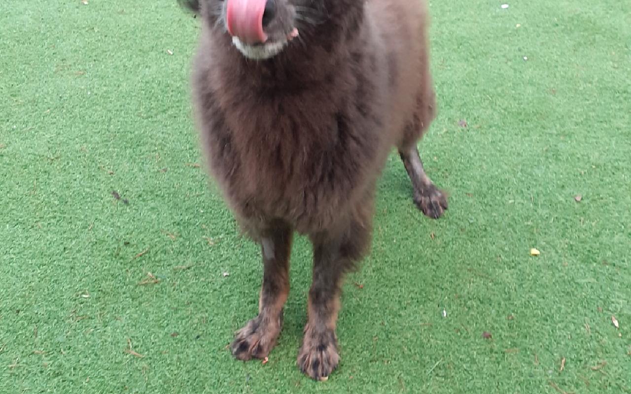 China, a 9 years old female German Shepherd available for adoption from Scottish SPCA in Edinburgh and Lothians ARRC, Scotland