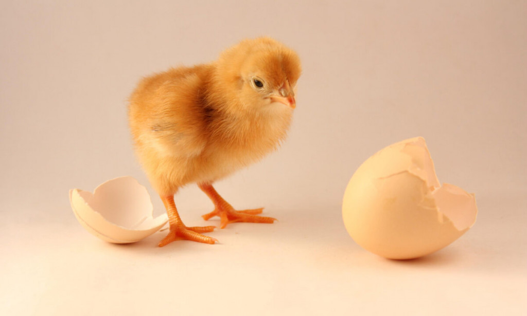 Chicken_and_the_Egg_Website_or_Marketing_Which_Comes_First-1200x721.jpg Chicken_and_the_Egg_Website_or_Marketing_Which_Comes_First-1200x721.jpg