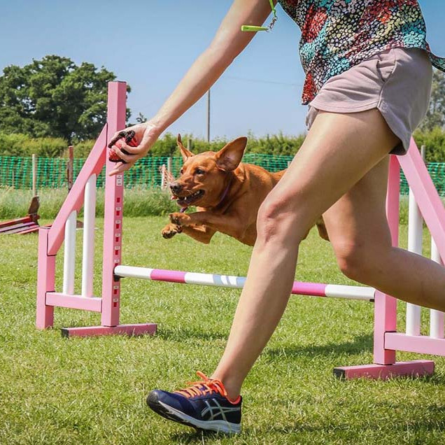 Foundation skills in Dog Agility