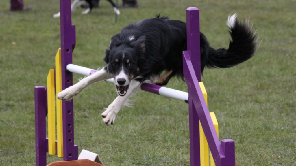 beginner-agility-1920x1080-1.jpg beginner-agility-1920x1080-1.jpg