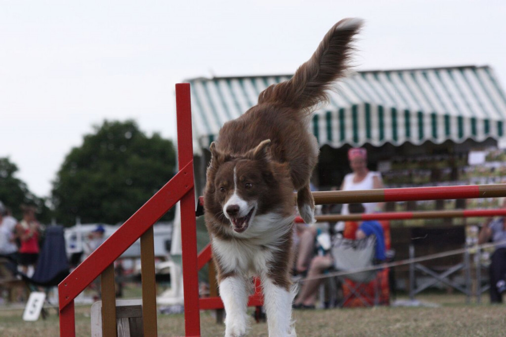 Foundation skills for dog agility