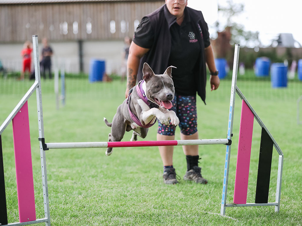 Pinkfox-best-agility-dogs-Staffie_1048.jpg Pinkfox-best-agility-dogs-Staffie_1048.jpg