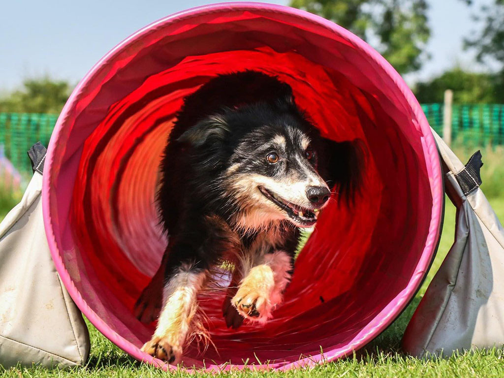 Pinkfox-best-agility-dogs-Border-Collie_1048.jpg Pinkfox-best-agility-dogs-Border-Collie_1048.jpg