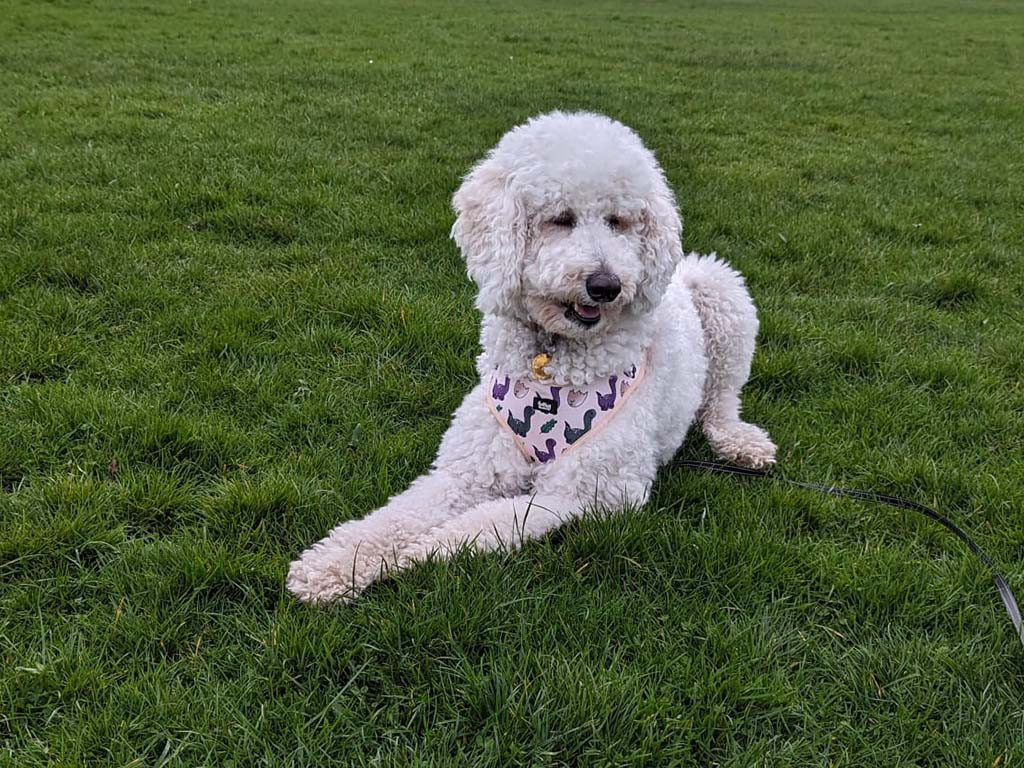 Pinkfox-best-agility-dogs-Poodle_1048.jpg Pinkfox-best-agility-dogs-Poodle_1048.jpg