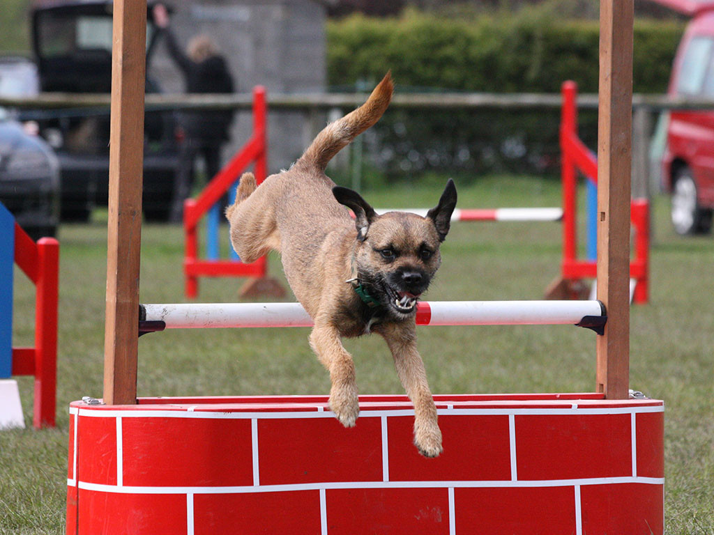 Pinkfox-best-agility-dogs-Border-Terrier_1048.jpg Pinkfox-best-agility-dogs-Border-Terrier_1048.jpg