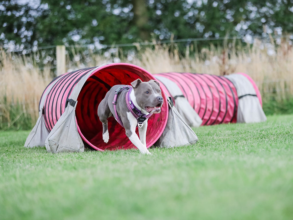 Best agility dogs Staffordshire Bull Terrier