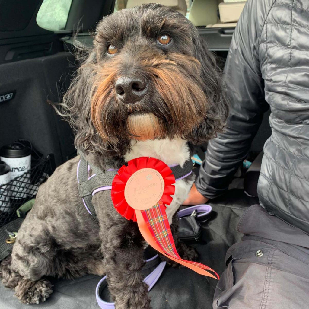 Best agility dogs cockerpoo