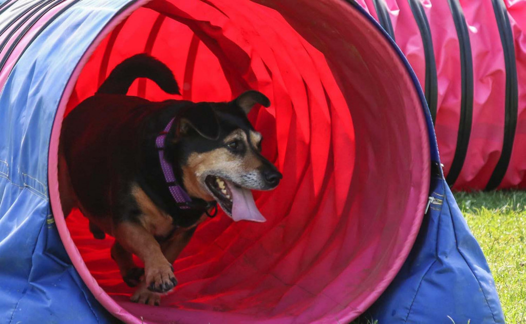 Importance-Learning-Foundation-Skills-in-Dog-Agility-Training.jpg The Importance of Learning Foundation Skills in Dog Agility Training