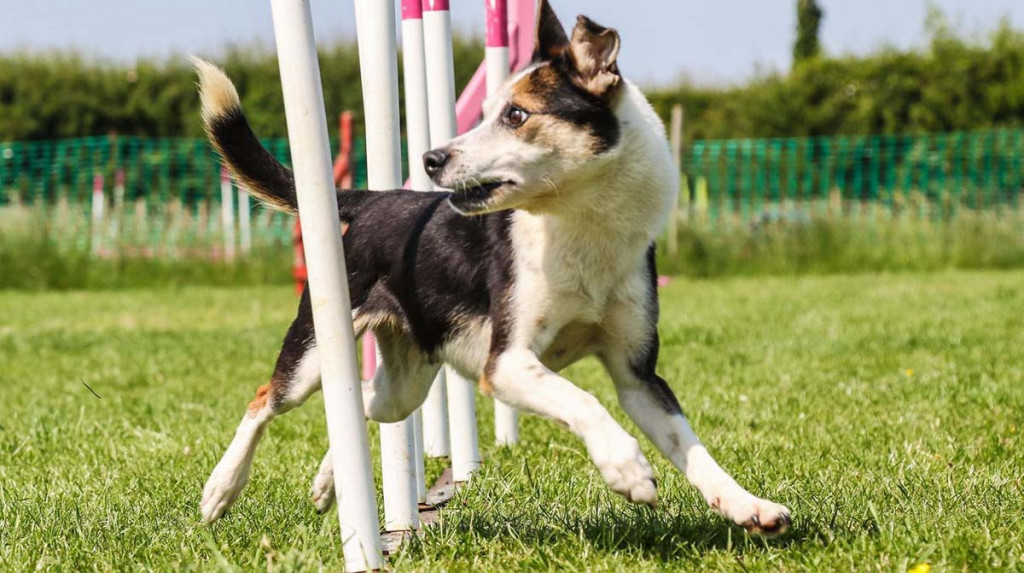 Foundation skills in dog agility - weave poles