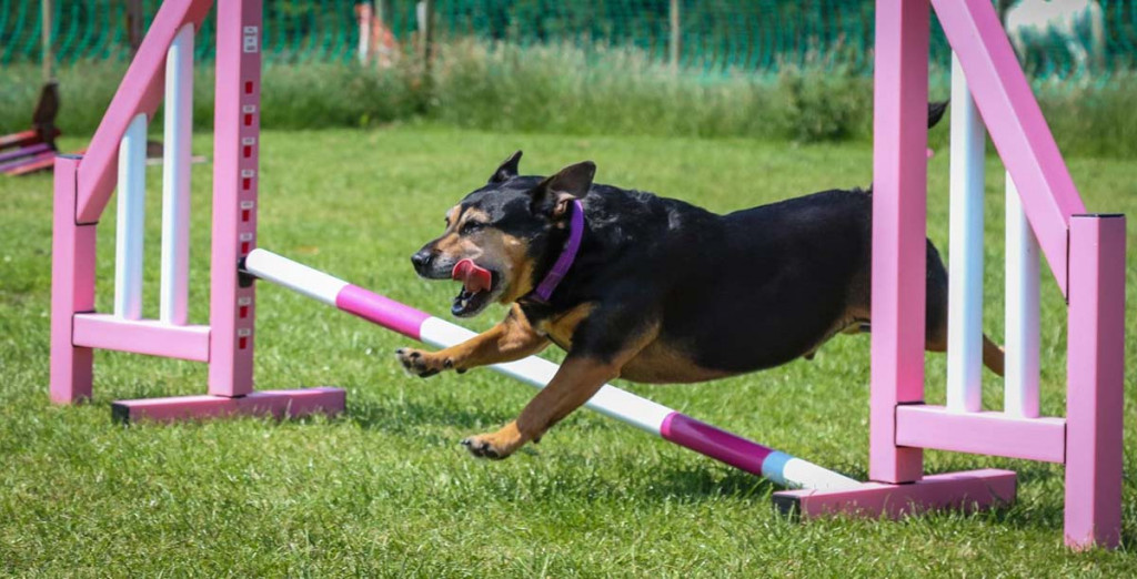 First dog agility starter kit