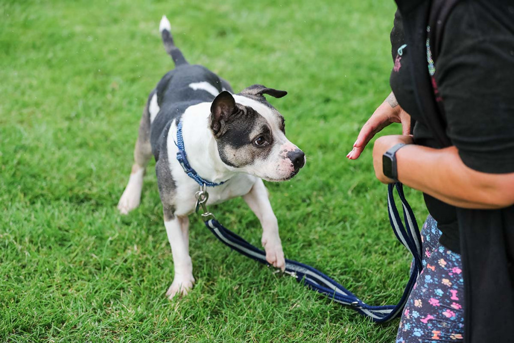 Dog agility at home