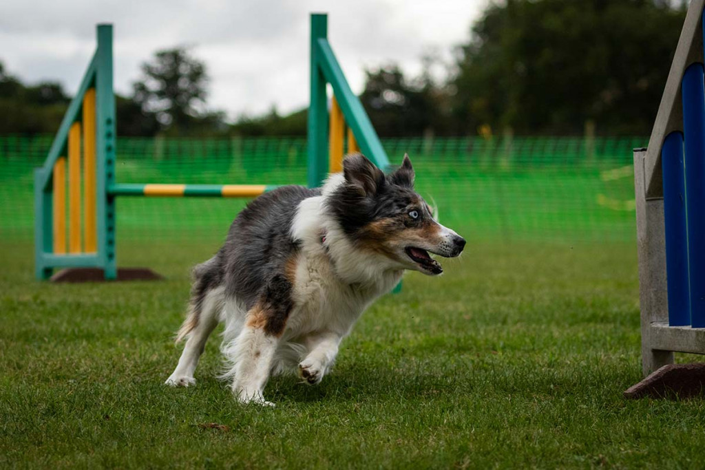 dog-agility-qualifications-roger-chapman-yDtd-yjAXNA-unsplash_1200.jpg Dog agility qualifications