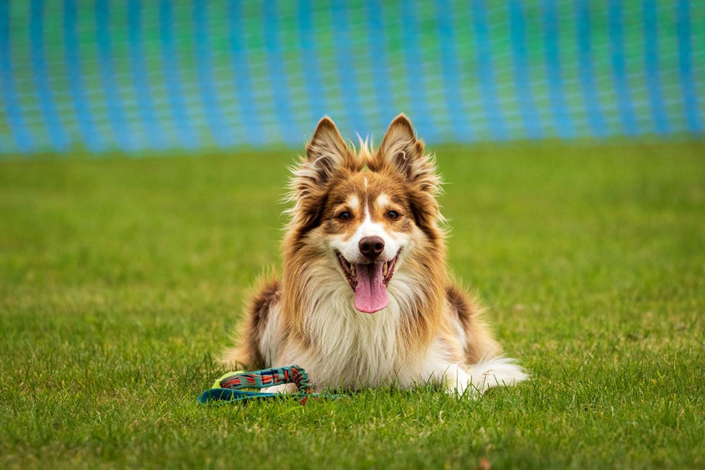 Dog agility Dog agility