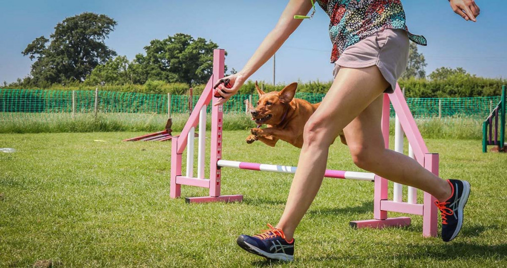 Foundation skills in Dog Agility Foundation skills in Dog Agility