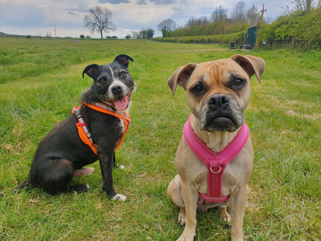 hd_664dd65a082d3.jpeg Bee Happy Independent Dog Agility Shows