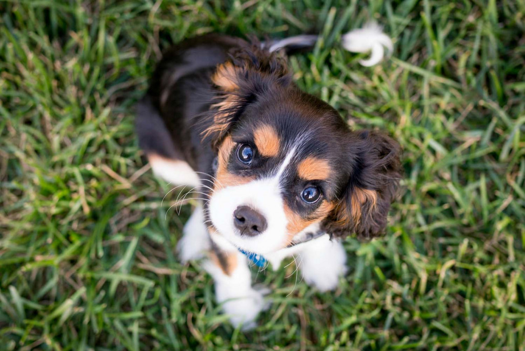 puppy-training-pinkfox-waggology-austin-kirk-QZenflkkwt0-unsplash_1500.jpg Puppy training with Pinkfox and Waggology