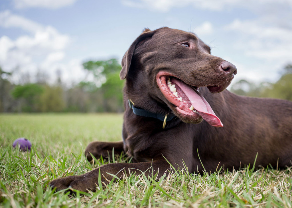 positive-reinforcement-dog-agility-wade-austin-ellis-89QlzkUSwq0-unsplash_1500.jpg Positive Reinforcement