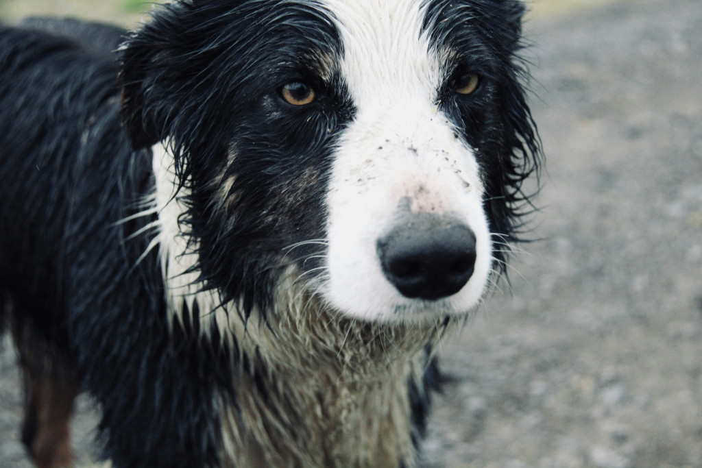 serge-taeymans-PYJQK2lLRt0-unsplash.jpg Dog training in wet weather