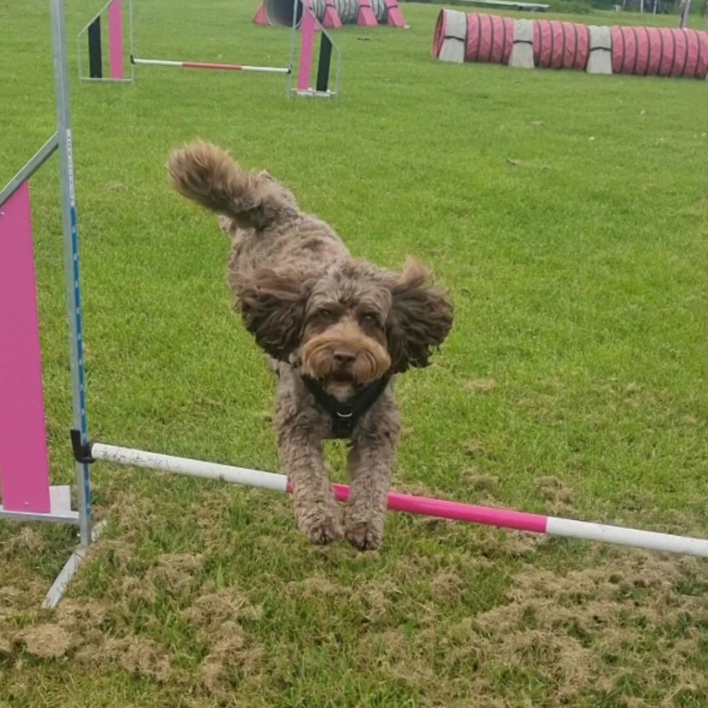 Barney enjoying his best life Barney enjoying his best life