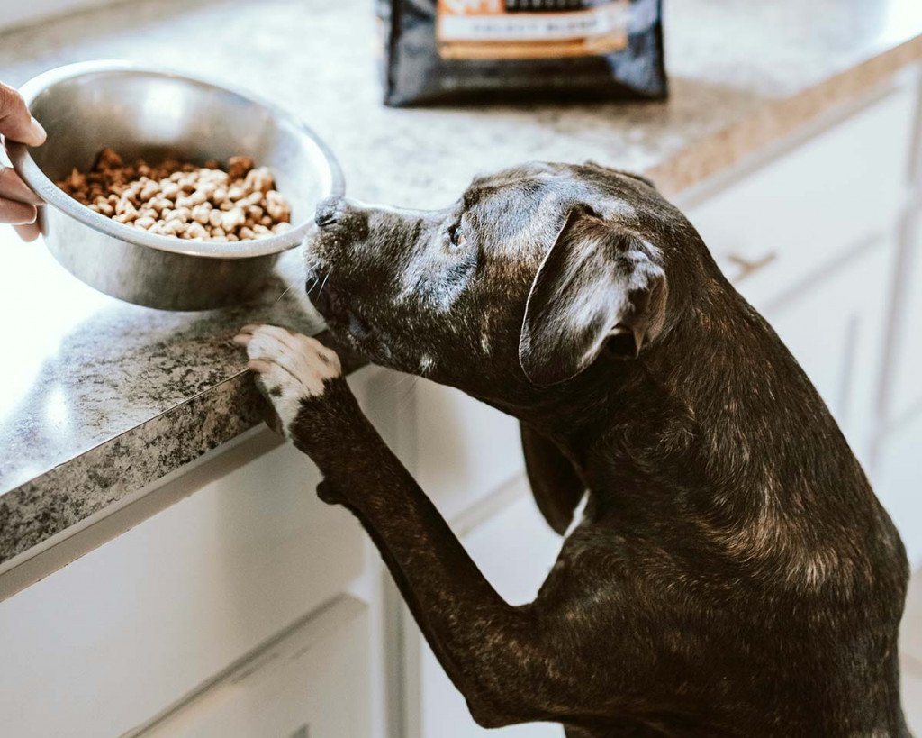 diet-in-dog-agility-chewy-NOBRu2TAqcs-unsplash_1200.jpg Diet in dog agility