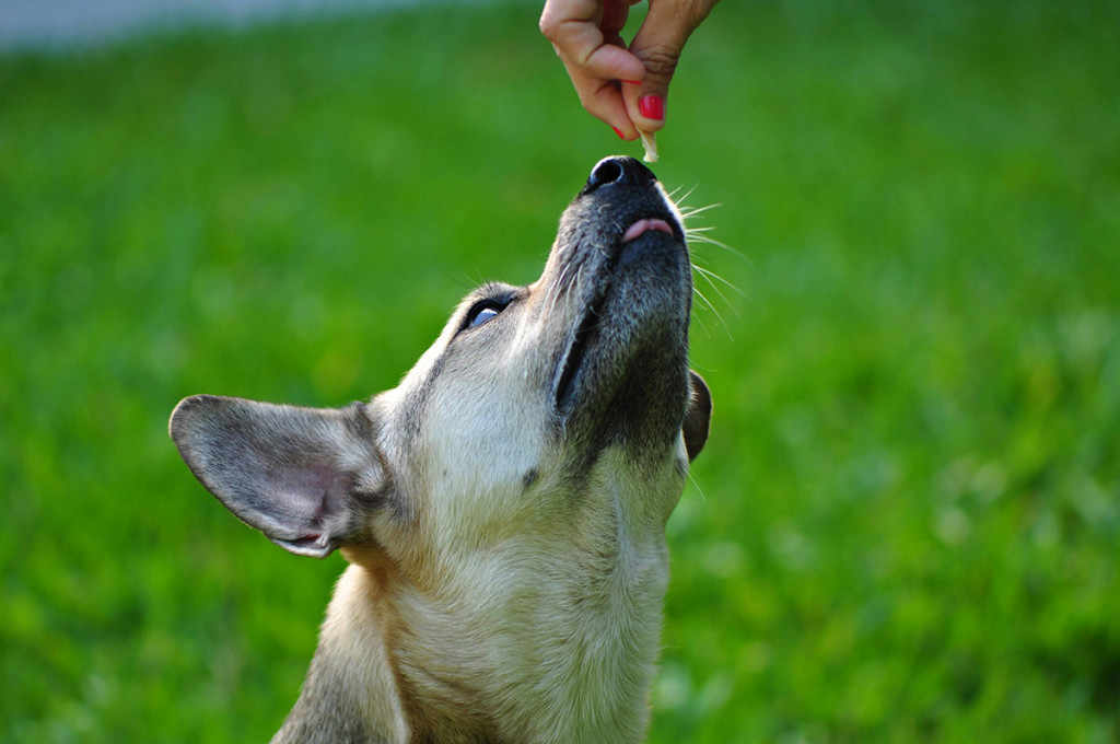 reward-based-training_juan-pablo-mascanfroni-PONqwhlOhxc-unsplash_1200.jpg
