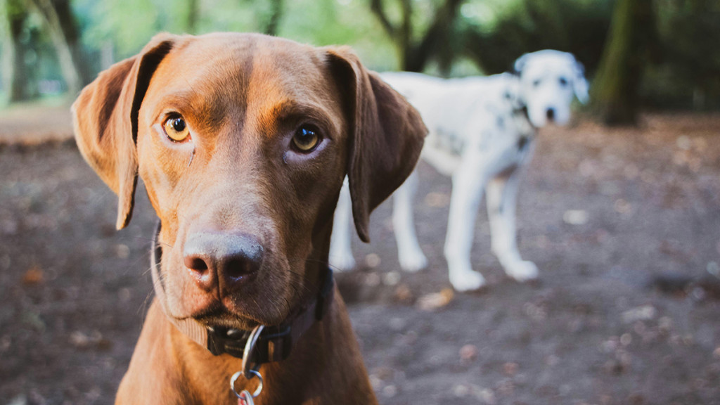 Can My Dog Do Agility?