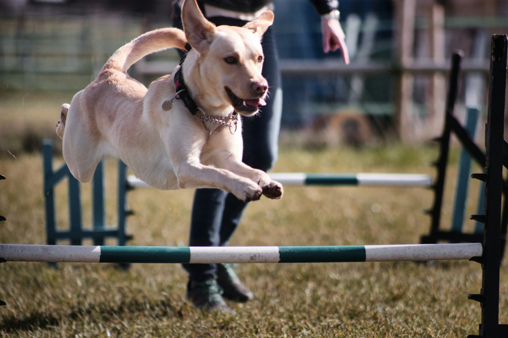 Common Handler Mistakes in Dog Agility (And How to Fix Them)