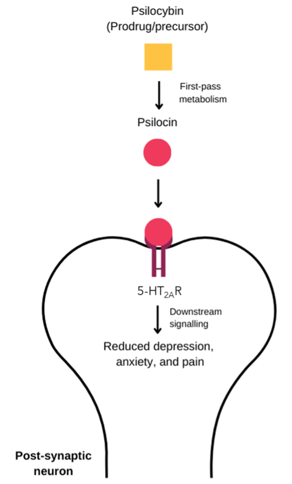 Figure 1 - Psilocybin's mechanism of action - mychedelica - psychedelic medicine Figure 1 - Psilocybin's mechanism of action - mychedelica - psychedelic medicine