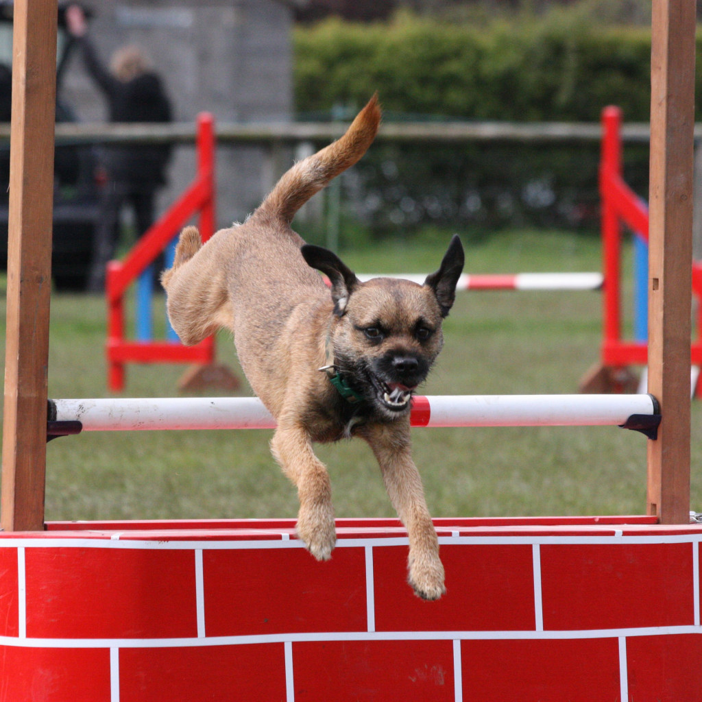 Border terrier.jpg Border terrier.jpg