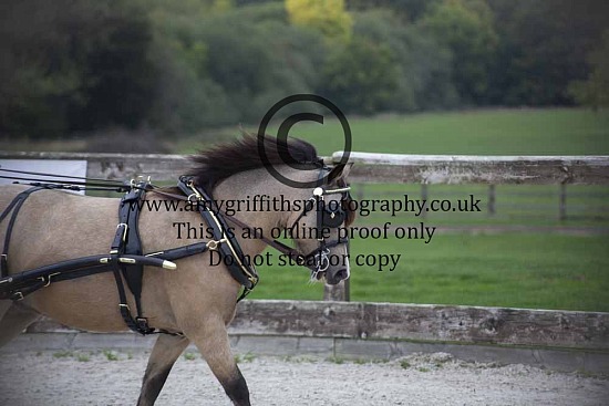 BDS National Championship Show - 20th September 2025