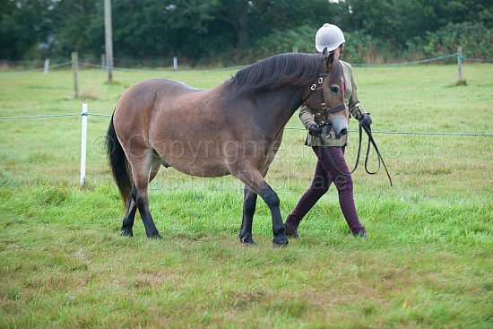 CLASS 2 - In Hand Bred on Exmoor