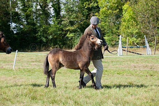 CLASS 7b  -  E.P.S. EXMOOR PONY OF THE YEAR