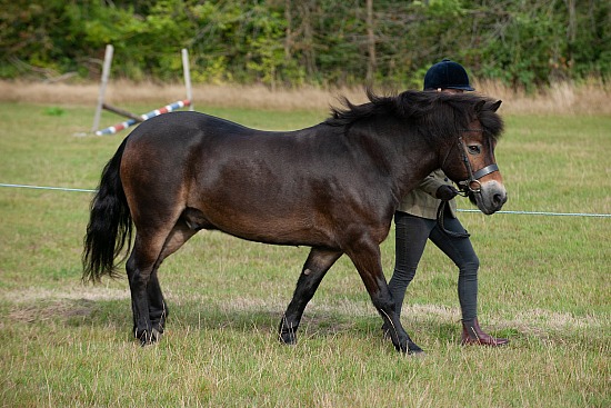 CLASS 1 In Hand Bred in the Midlands