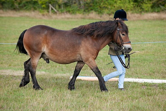 CLASS 2 In Hand Bred on Exmoor 