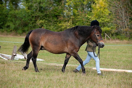 CLASS 3 - In Hand Bred Anywhere other than the Midlands or Exmoor