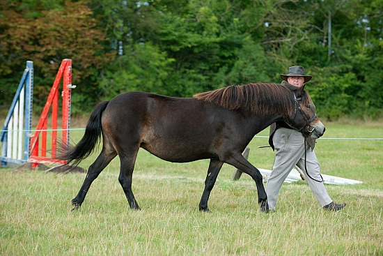 CLASS 4 - 3 YEAR OLD, filly, colt or gelding foaled 2022