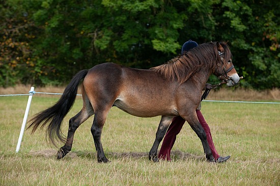 CLASS 5 - 2 YEAR OLD, filly, colt or gelding foaled 2023