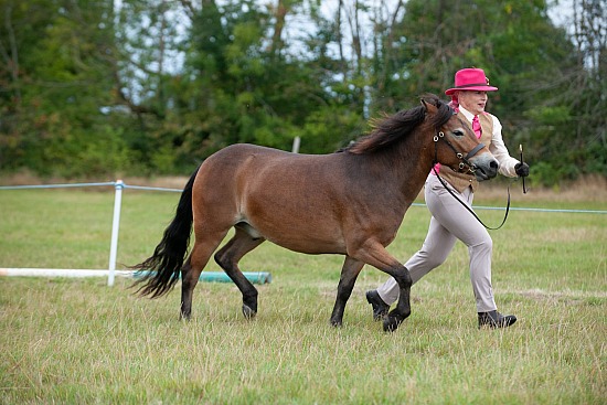 CLASS 7 - Section B: Youngstock 