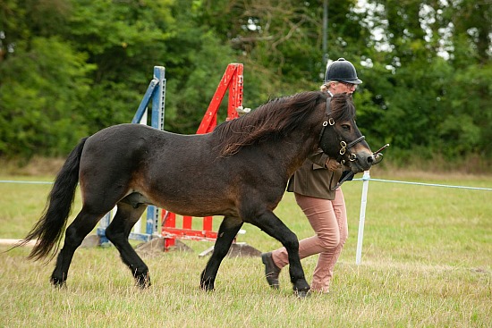 CLASS 10 - STALLION