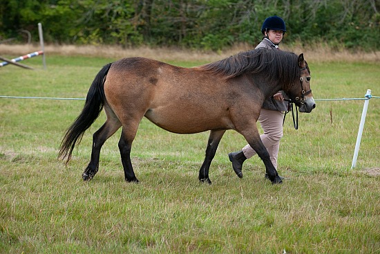 CLASS 9 - DRY MARE
