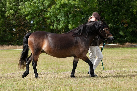 CLASS 12 - BROOD MARE -- CLASS 13 - PURE-BRED FOAL