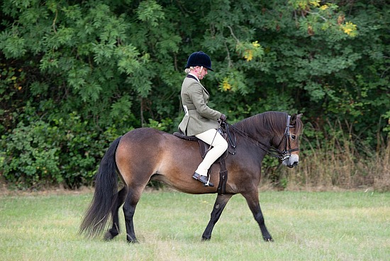 CLASS 19 - The NPS/DARGAVEL M&M YOUNG RIDDEN