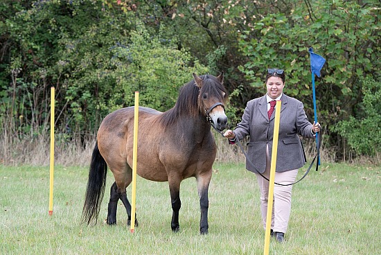 Handy Pony