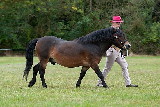 E.P.S. STALLION PARADE 
