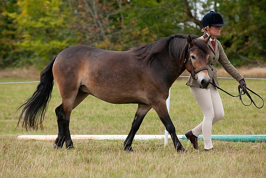 CLASS 8 - GELDING