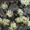 White Flower Tufts 1