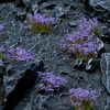 Violet Flower Tufts 1